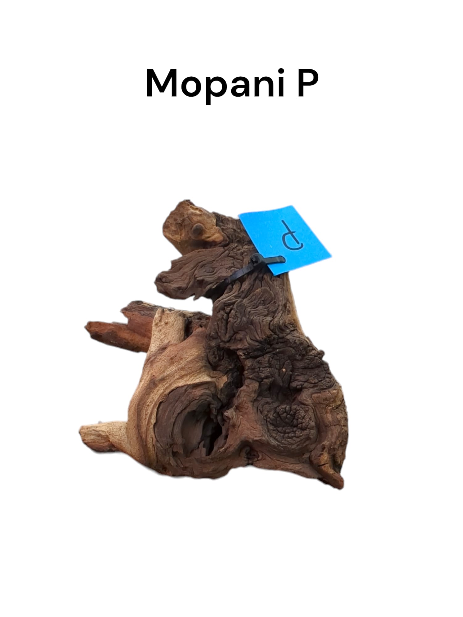 mopani p.jpg